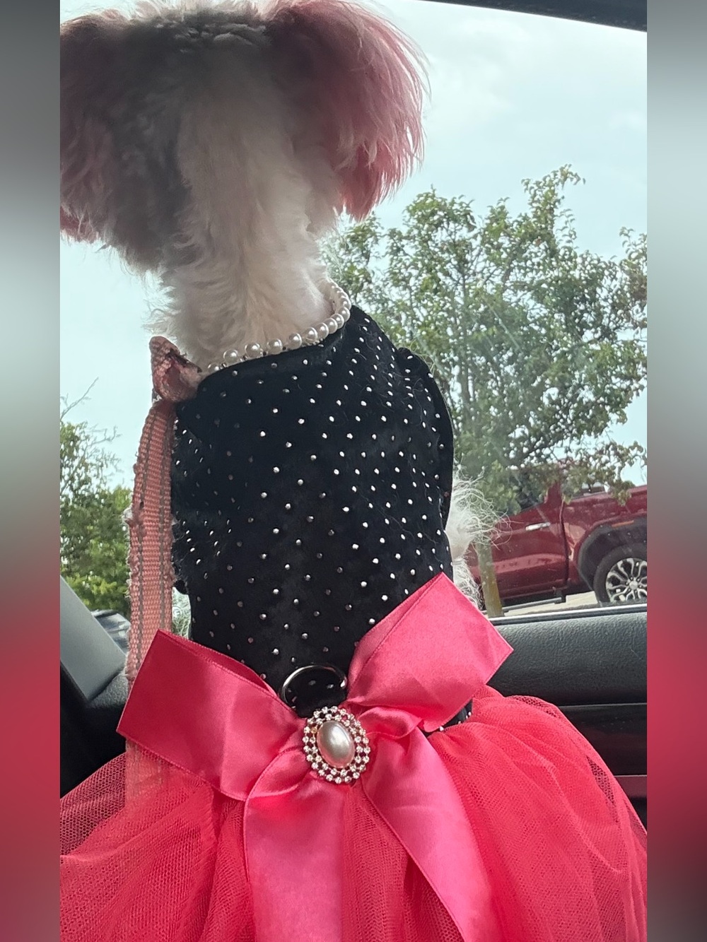 Small Dog Black & Hot Pink Tulle Party Dress with Pearl Accent